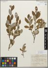 Foto von Salix glauca var. villosa Andersson